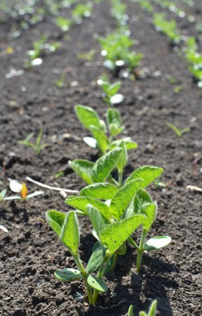 Téléchargez les photos : Semis de soja de printemps dans un champ agricole - en image libre de droit