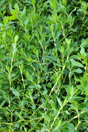 Téléchargez les photos : Polygonum aviculare herbe pousse dans la nature - en image libre de droit