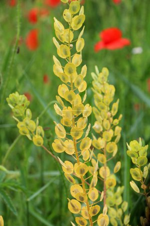 In nature, Thlaspi arvense grows among wild grasses