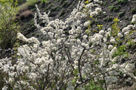 In the spring in the wild the bush of the blackthorn blooms