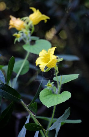 Téléchargez les photos : La plante rampante thladiantha dubia pousse dans la nature - en image libre de droit