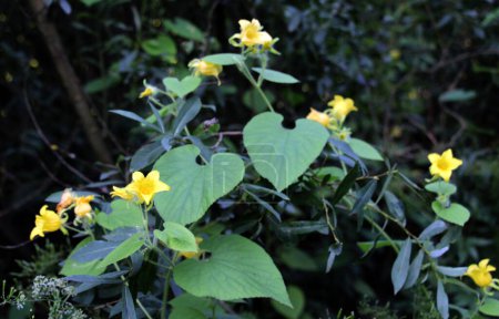 Die Kriechpflanze thladiantha dubia wächst in freier Wildbahn