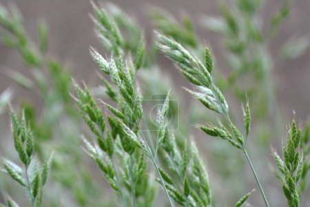 Brome d'herbe céréalière pousse dans la nature