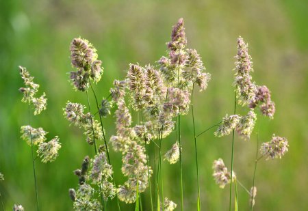 Valuable forage grass Dactylis glomerata grows in nature