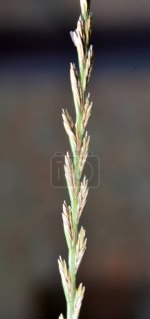 Téléchargez les photos : Dans la nature, dans la prairie pousse l'herbe fourragère Lolium multiflorum - en image libre de droit