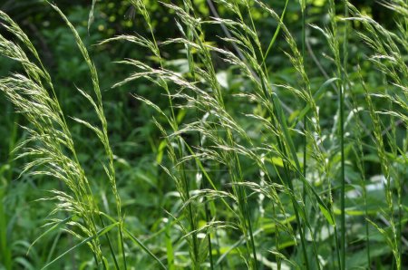 In the meadow among wild grasses grows ryegrass (Arrhenatherum elatius).