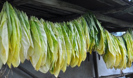 For drying, tobacco leaves are strung on a cord