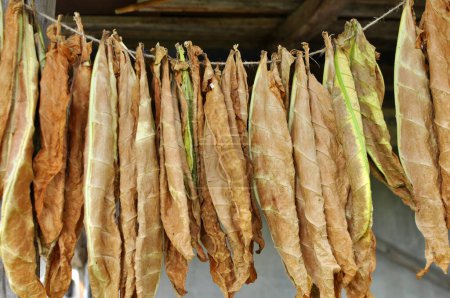 For drying, tobacco leaves are strung on a cord