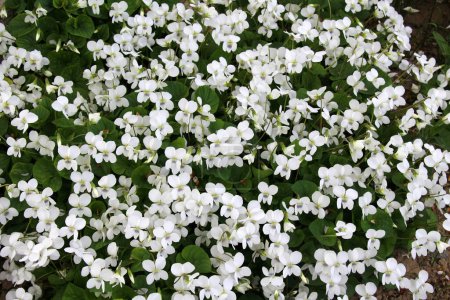 In spring, white violets bloom on the flower bed