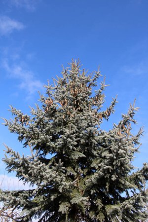 Teile einer Fichte stachelig, blau (Picea pungens Engelm. ), die in der Natur wächst