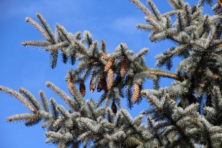 Teile einer Fichte stachelig, blau (Picea pungens Engelm. ), die in der Natur wächst