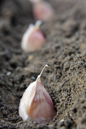 A clove of garlic seeds lies in a row in the soil before wrapping 