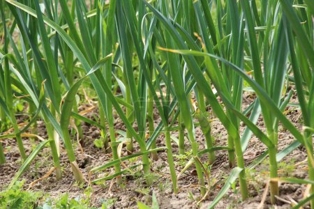 In the field in open organic soil garlic grows