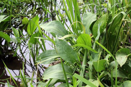 Alisma plantago-aquatica grows in the shallow water of the river bank