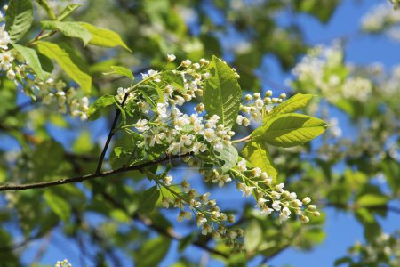 In spring, bird-cherry tree (Prunus padus) grows and blooms in natur