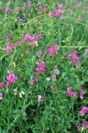 In summer, Lathyrus tuberosus grows among the grasses in the field