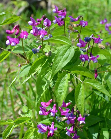 Primavera en la naturaleza en el bosque florece Lathyrus vernus