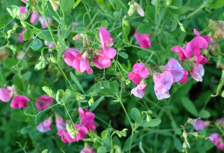 In summer, Lathyrus tuberosus grows among the grasses in the field