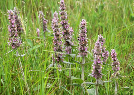Stachys germanica grows among the herbs in the wild