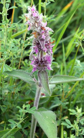 Stachys germanica grows among the herbs in the wild