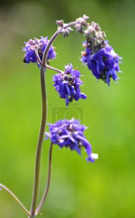 The steppe plant sage drooping (Salvia nutans) grows in the wild
