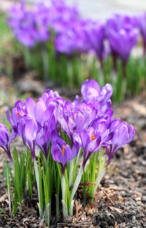Photo for In nature, garden crocuses bloom in the flowerbed in spring - Royalty Free Image