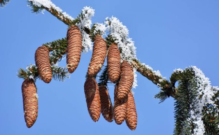 Cones grow on the green branch of the spruce.