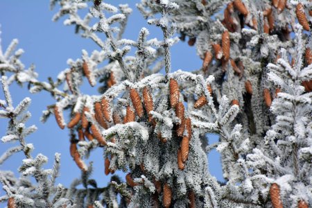 Cones grow on the green branch of the spruce.