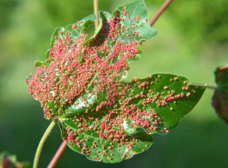 Aceria myriadeum is a species of mites in the family Eriophyidae and genus Aceria on the leaves of the field maple (Acer campestre). It is responsible for the formation of galls on the leaves.
