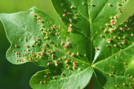 Aceria myriadeum ist eine Milbenart aus der Familie Eriophyidae und der Gattung Aceria auf den Blättern des Feldahorns (Acer campestre). Es ist für die Bildung von Gallen auf den Blättern verantwortlich.