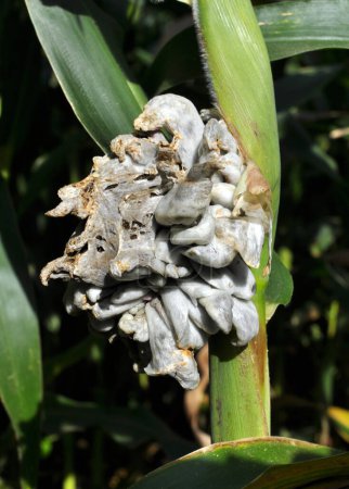 Sick corn plant affected by fungus Ustilago zeae Unger