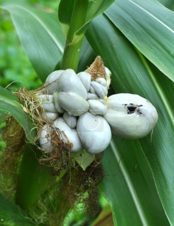 Planta enferma de maíz afectada por hongo Ustilago zeae Unge