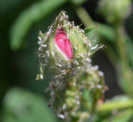An den Rosenblattläusen (macrosiphum rosae) - pflanzenfressenden Schädlingen