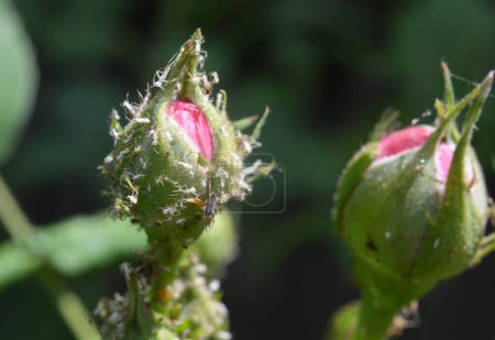 An den Rosenblattläusen (macrosiphum rosae) - pflanzenfressenden Schädlingen