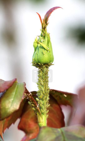On the rose aphids (macrosiphum rosae) - herbivorous pests