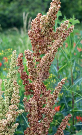 Téléchargez les photos : Partie d'un buisson d'oseille (Rumex confertus) poussant dans la nature avec des graines sèches sur la tige - en image libre de droit
