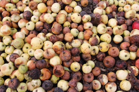 Manzanas afectadas por la pudrición de la fruta - moniliosis (Monilinia)