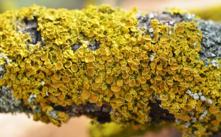 In the forest, the lichen Xanthoria parietina grows on the bark of a tree.
