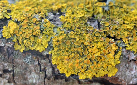 Dans la forêt, le lichen Xanthoria parietina pousse sur l'écorce d'un arbre.