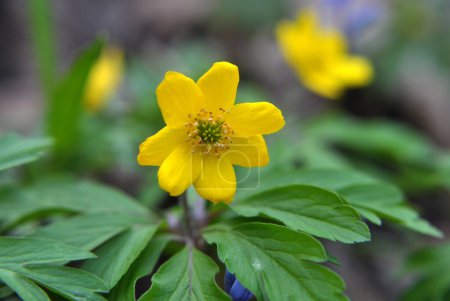 Au printemps dans la forêt sauvage fleurit anémone jaune (Anemone ranunculoides).