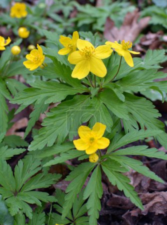 In the spring in the wild forest blooms anemone yellow (Anemone ranunculoides).