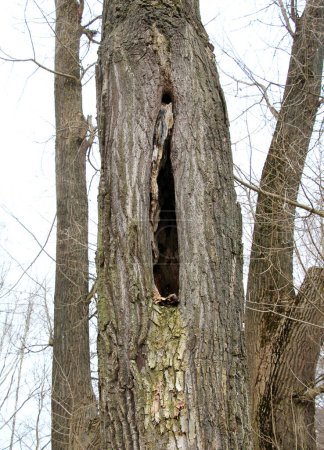 A hollow was naturally formed in an old tree