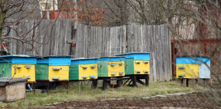 Amateur apiary en el pueblo cerca de la hous