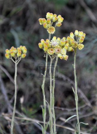 Im Sommer in freier Wildbahn blüht immortelle (Helichrysum arenarium)