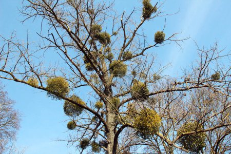 Dans la nature, le gui (album Viscum) parasite l'arbre 
