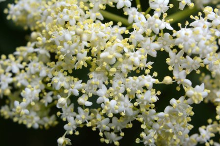 Téléchargez les photos : Au printemps, le sureau fleurit dans la nature - en image libre de droit