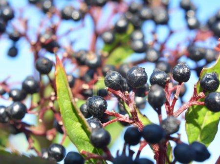 Téléchargez les photos : Dans les baies sauvages mûres sur le sureau noir herbacé (Sambucus ebulus) - en image libre de droit