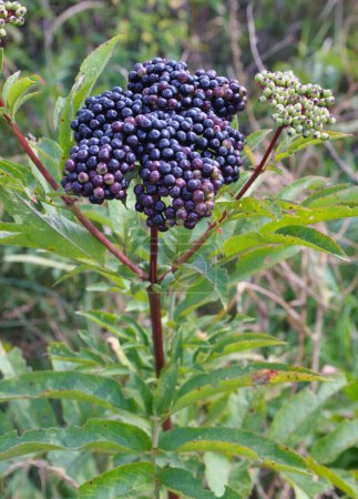 In den wilden Beeren reif auf schwarzem Grasholz (Sambucus ebulus))