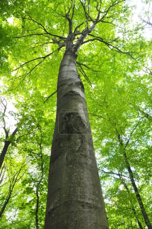 De précieux hêtres forestiers (Fagus sylvatica) poussent dans la forêt