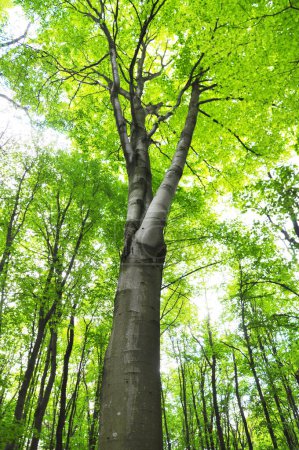 Valuable forest beech trees (Fagus sylvatica) grow in the forest